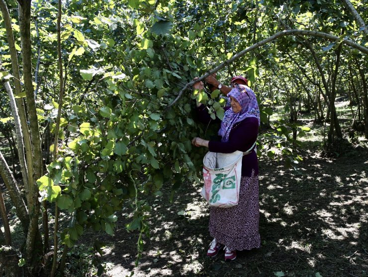 Giresun'da "Fındık Hasat Şenliği" düzenlendi