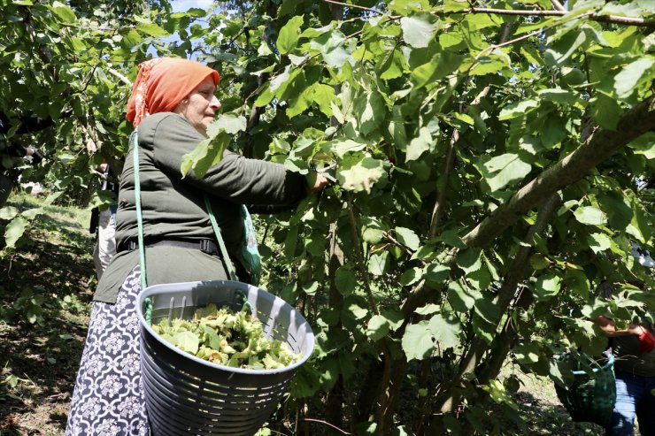 Trabzon'da sahil kesiminde üreticiler fındığı hasat ediyor