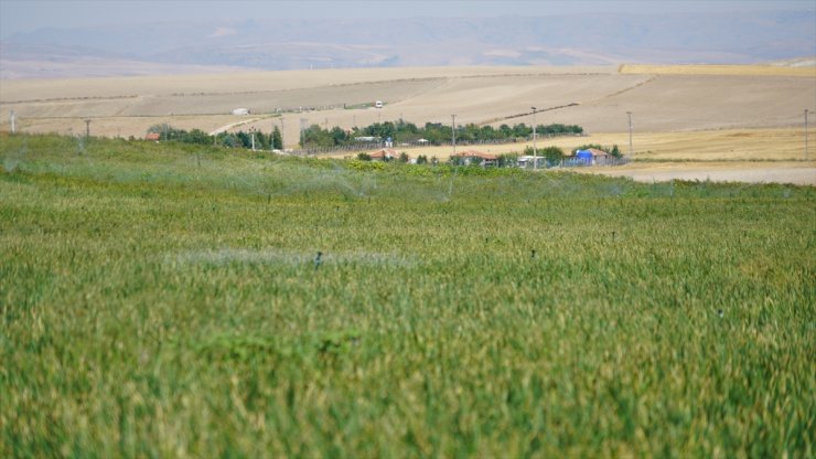 Ankara'daki soğan üreticileri 500 bin ton rekolte bekliyor