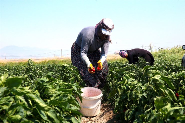 Hatay'da hasadına başlanan kapya biber tarlada alıcı buluyor