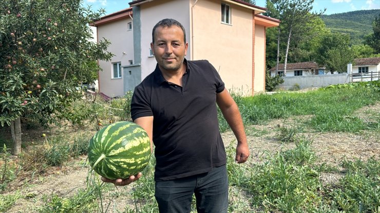 Karabüklü çiftçi deneme amaçlı yetiştirdiği karpuzları vatandaşlara ikram ediyor