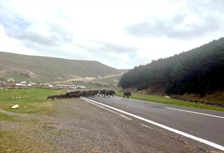 Kars'ta bozayı ve domuz sürüsü doğal yaşam alanlarında görüntülendi