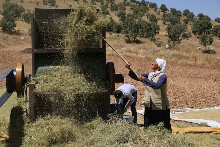 Mardin yemeklerine lezzet katan kişniş için hummalı hasat mesaisi