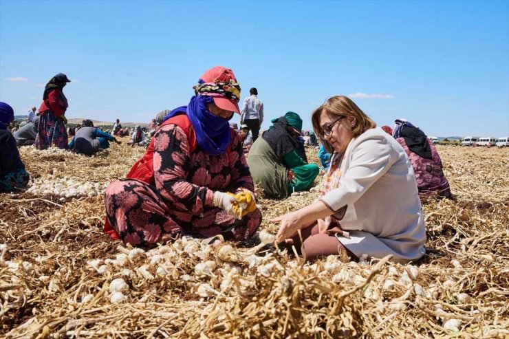 Gaziantep'te belediyenin çiftçiden aldığı ürünler tüketiciyle buluşturuluyor