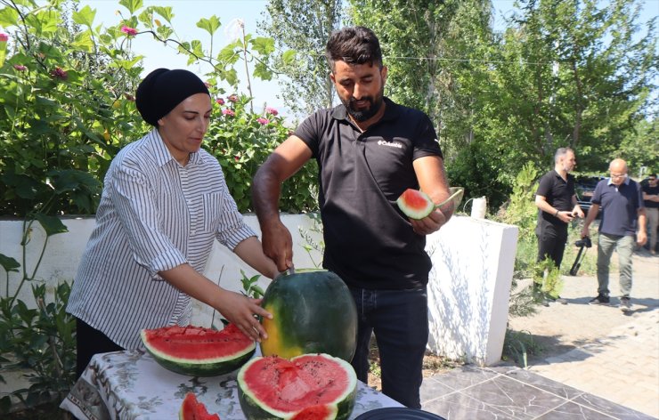 Iğdır'da üretilen karpuzun dördüncü hasadı başladı