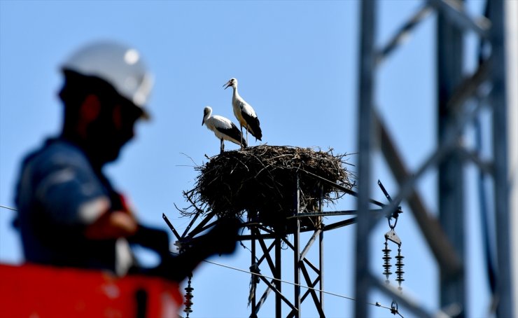 Özel enerji hattı ile göçmen kuşlar güvende