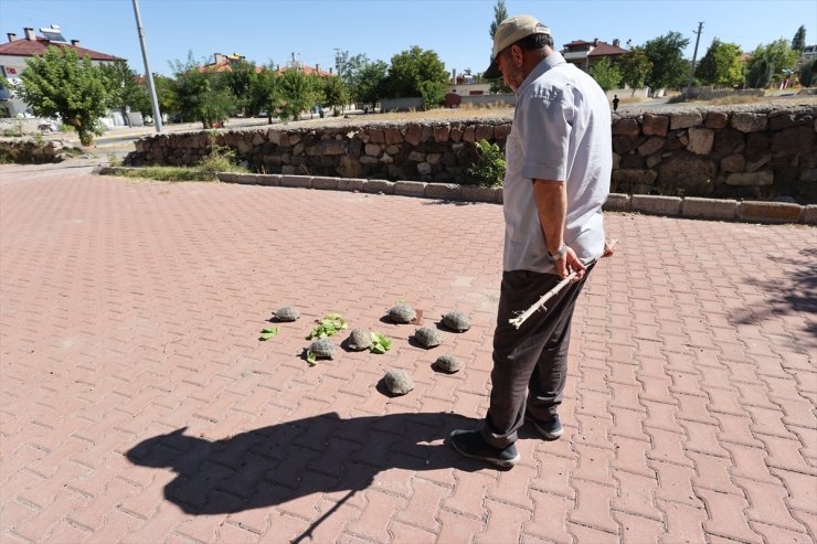 Acıgöllü "kaplumbağa terbiyecisi" cami bahçesindeki 30 kaplumbağayı besliyor