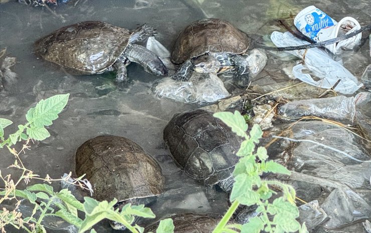 Çeşme'de kaplumbağaların kirli suda yaşam mücadelesi görüntülendi