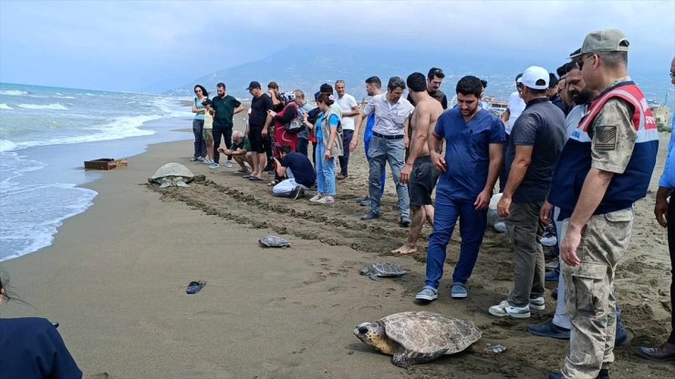 Hatay'da tedavileri tamamlanan 5 kaplumbağa denize bırakıldı