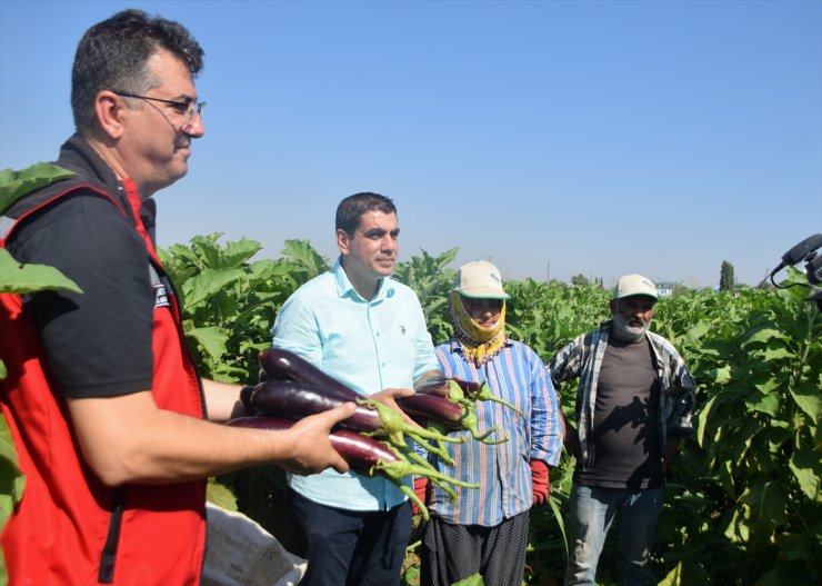 Tescilli Birecik Patlıcanı'nın hasadı başladı