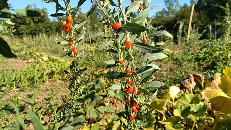 Bilecik'te deneme amaçlı dikilen "goji berry" fidanları ilk meyvelerini verdi