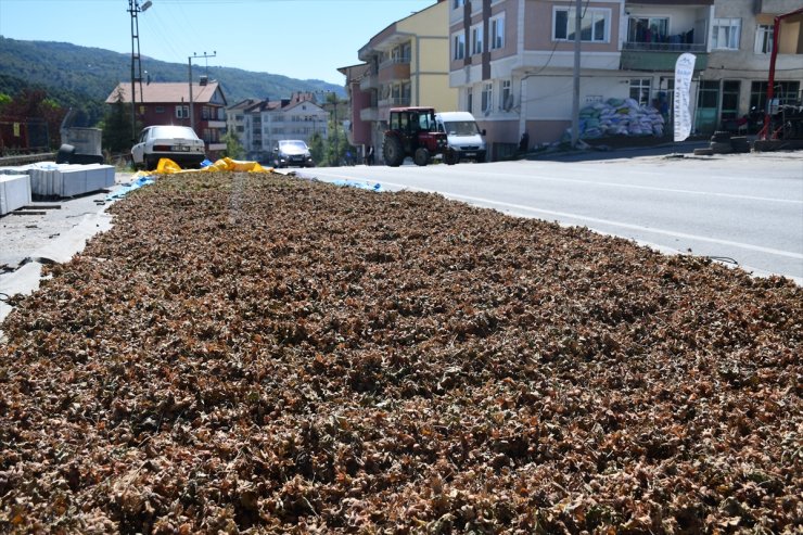 Düzce'de eğimli arazilerde toplanan fındık yol kenarlarında kurutuluyor