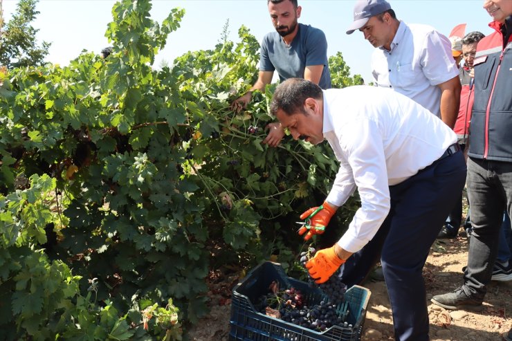 Hatay'da üzüm üreticisinin hasat mesaisi başladı