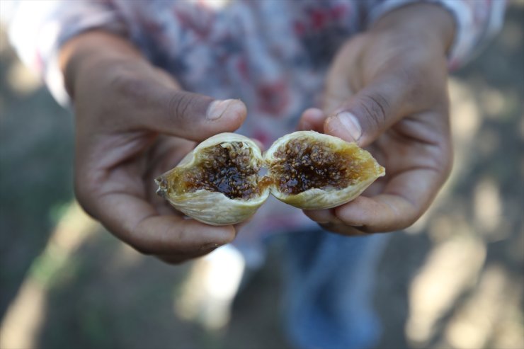 Havran'ın "sarı dizilik" kuru incirinin ihracat yolculuğu başladı