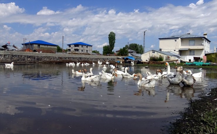 Kars'ta kazlar yaz sıcaklarında serin suyla buluşturuluyor