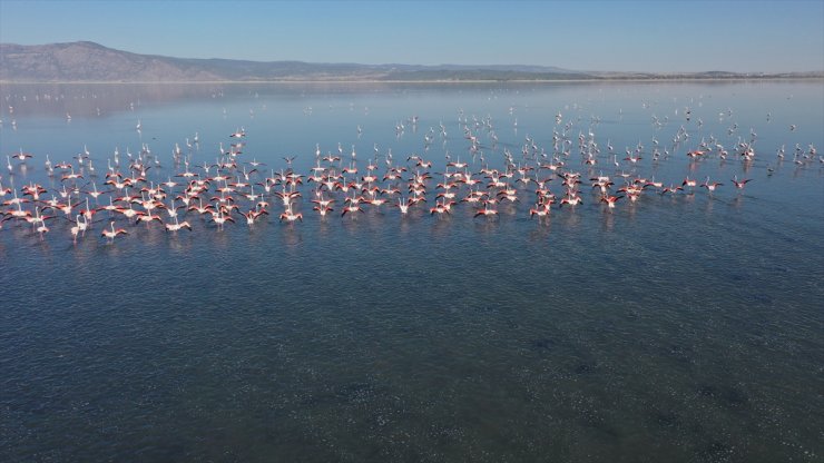 Kuş cenneti olarak bilinen Acıgöl flamingolarla bir başka güzel