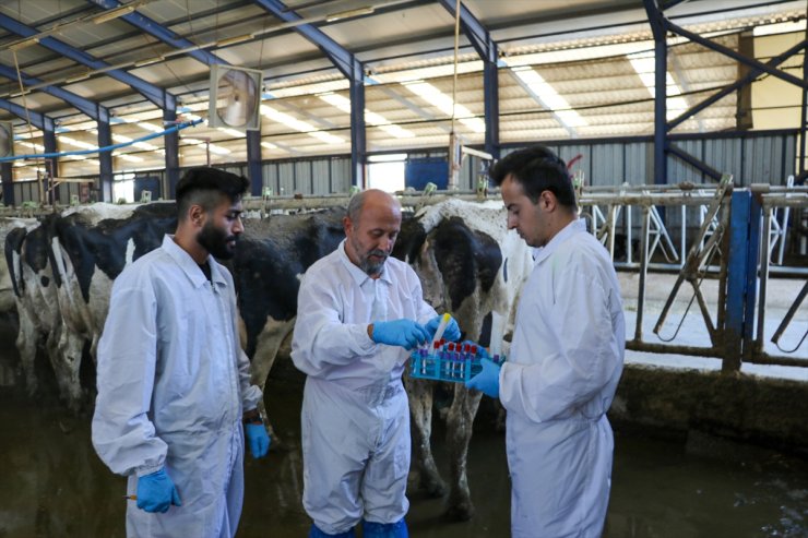 Burdur'da hayvancılıkta verimi düşüren viral hastalıklar için iyileştirici ürünler geliştiriliyor