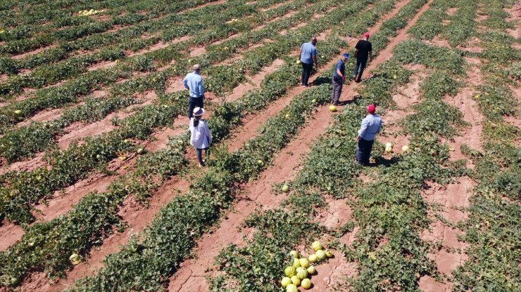 Kızılırmak kavununun pazarının genişletilmesi hedefleniyor