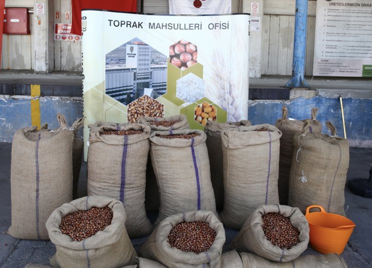 TMO Giresun'da fındık alımına başladı