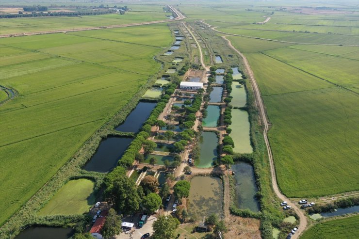 Edirne'de üretilen 10 milyon yavru sazan balığı baraj ve göletlere bırakıldı