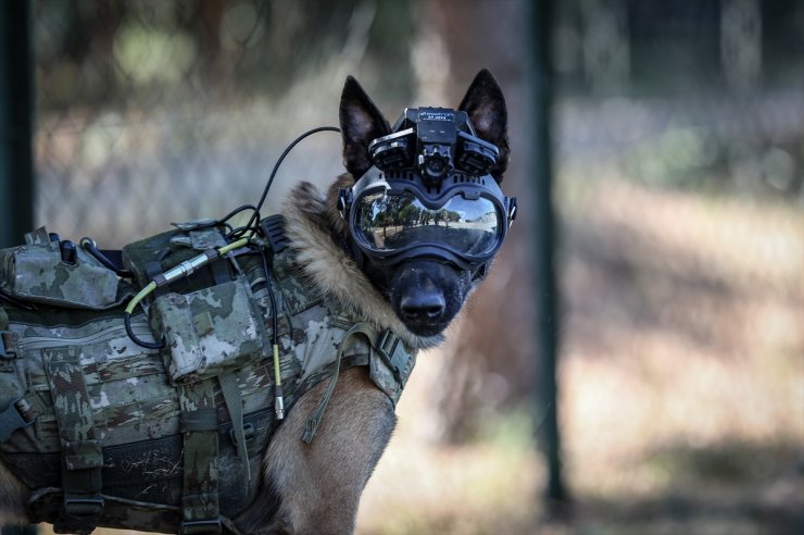 Eğitimli köpeklere entegre edilen uzaktan komuta kontrol sistemi Mehmetçiğin arazideki gözü olacak