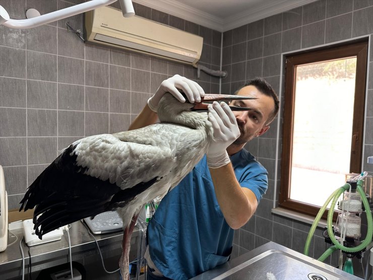 Bilecik'te avcıların bulduğu yaralı leylek tedaviye alındı