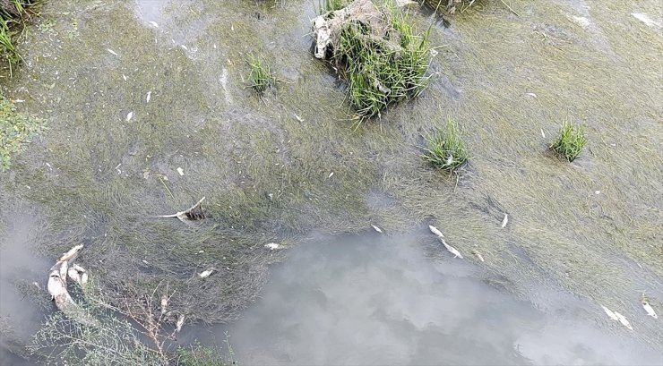 Amasya'dan geçen Yeşilırmak'ta balık ölümleri görüldü