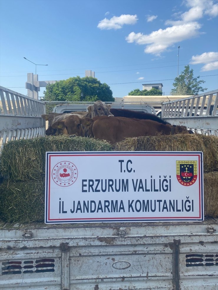 Erzurum'da hayvan hırsızlığı yaptığı iddiasıyla 1 zanlı tutuklandı