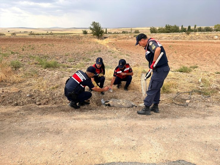 Kırıkkale'de yaralı bulunan bal porsuğu tedaviye alındı