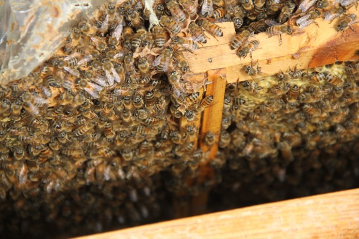 Arıcılar zengin florası nedeniyle Erciyes Dağı eteklerini tercih ediyor