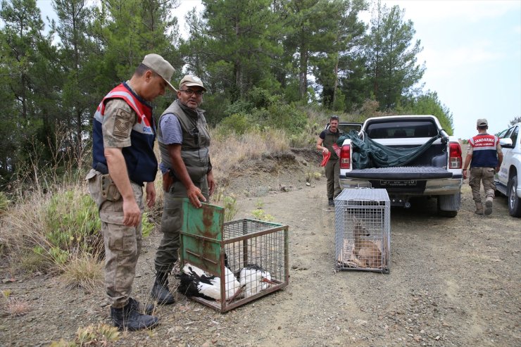 Hatay'da tedavileri tamamlanan karaca ve 2 leylek doğaya salındı