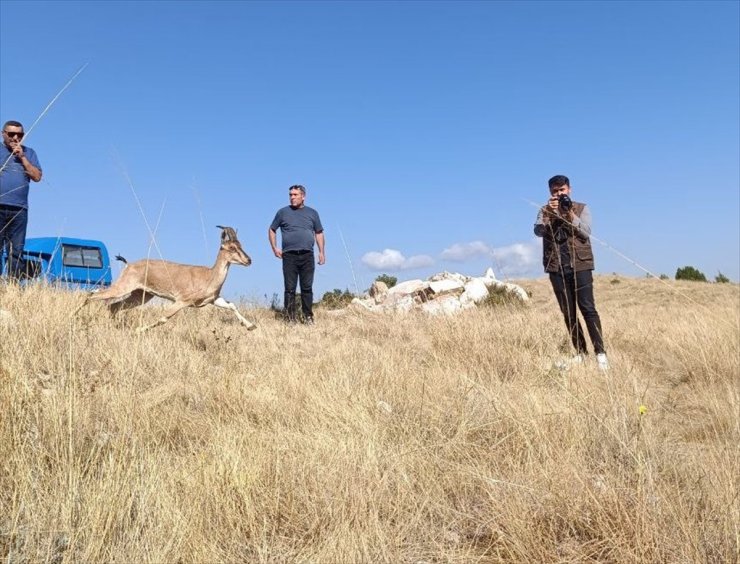 Kazankaya Kanyonu'na 5 dağ keçisi daha bırakıldı