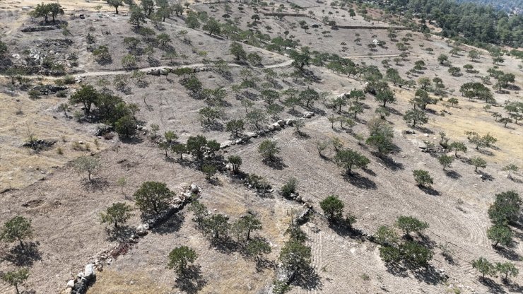 Karaman'da yetiştirilen fıstıklar, Gaziantep ile Şanlıurfa'dan alıcı buluyor