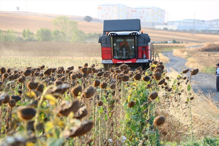 Tekirdağ'da yerli tohumdan üretilen ayçiçeği hasadı yapıldı