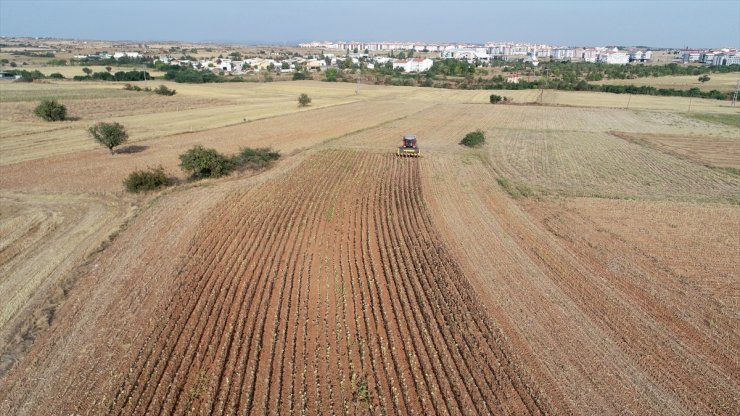 Trakya'da ayçiçeği hasadı sürüyor