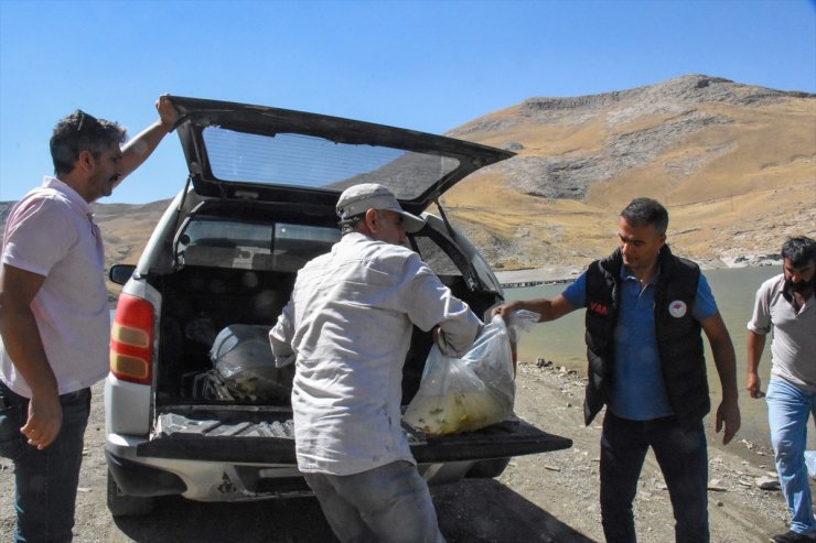 Van'da su kaynaklarına 400 bin sazan yavrusu bırakıldı