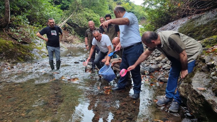 Samsun'da dereye 5 bin kırmızı benekli alabalık yavrusu bırakıldı