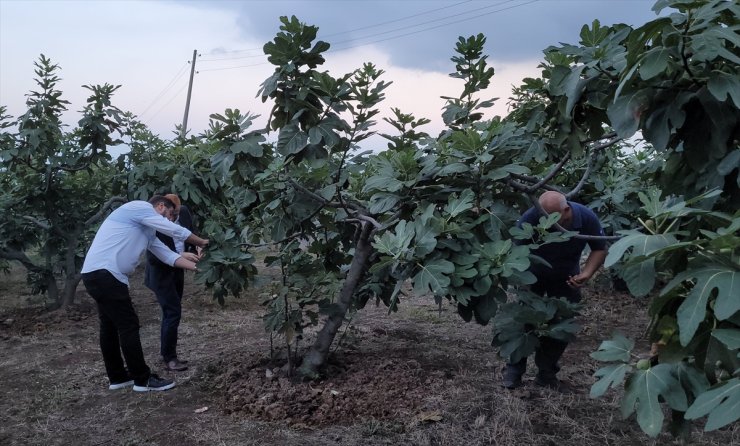 Samsun'da mor patlıcan incirinde hasat başladı