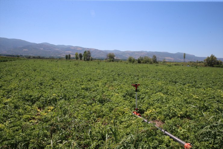 Tokat'ta yaşayan çiftçi, yılda 500 tonun üzerinde patates tohumu üretiyor