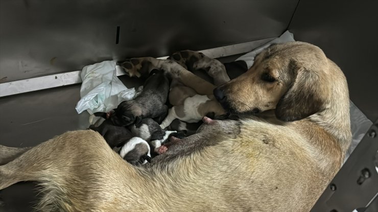 Zonguldak'ta otomobilin çarpmasıyla yaralanarak tedaviye alınan köpek yavruladı