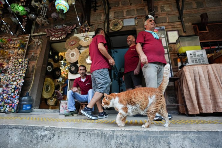 Garfield'a benzerliğiyle dikkati çeken Tarçın, 17 yıldır tarihi hanı mesken tutuyor