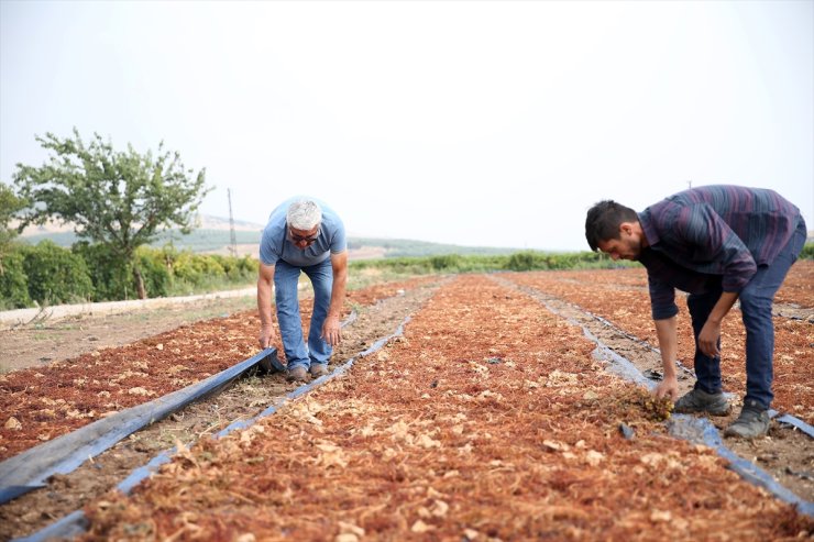 Manisa'da sağanak üzüm sergilerinde hasara neden oldu