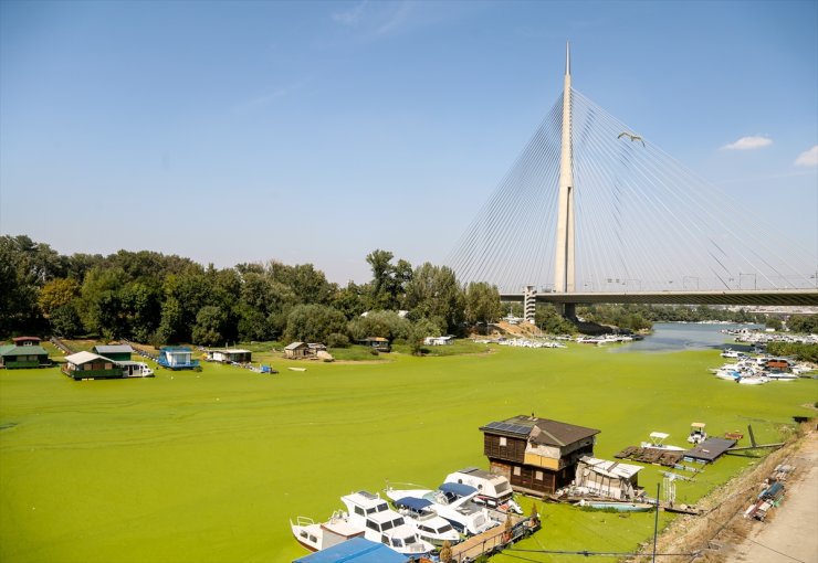 Sırbistan'da Sava Nehri alg patlaması nedeniyle renk değiştirdi