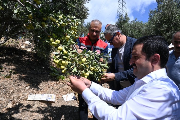 Hatay'da üretilen alıcın hasadına başlandı