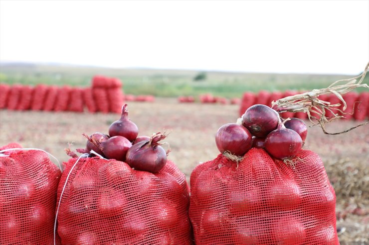 Çorum'da tescilli "Alaca mor soğanı"nda hasat dönemi başladı