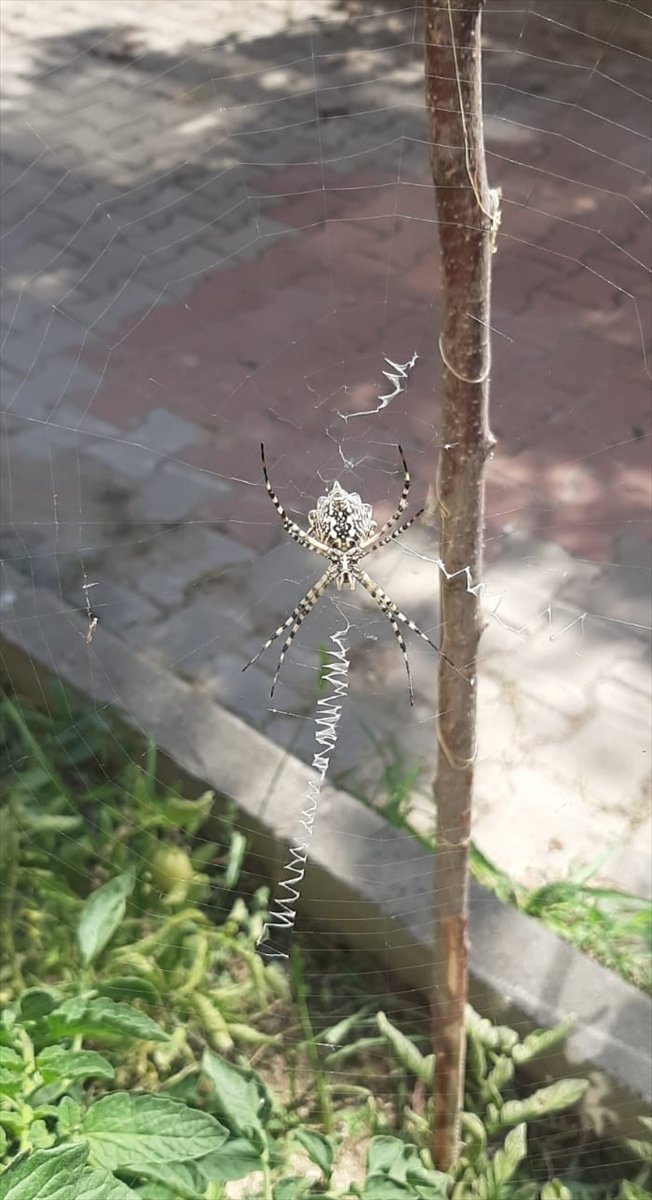 Karabük'te zehirli örümceklerden "argiope lobata" türüne rastlandı