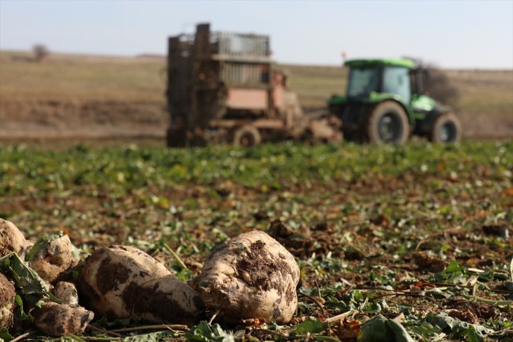 Türkşeker'in yeni sezondaki üretim hedefi 950 bin ton