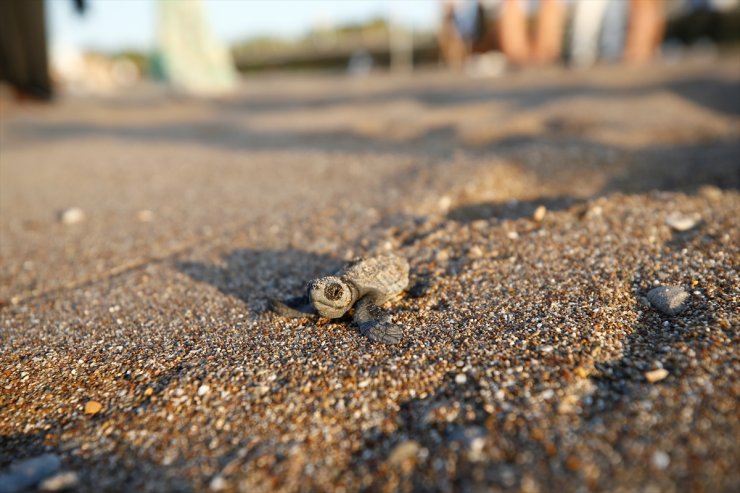 Antalya'nın Belek ve Kızılot sahillerindeki caretta caretta yuva sayısı 6 bine ulaştı