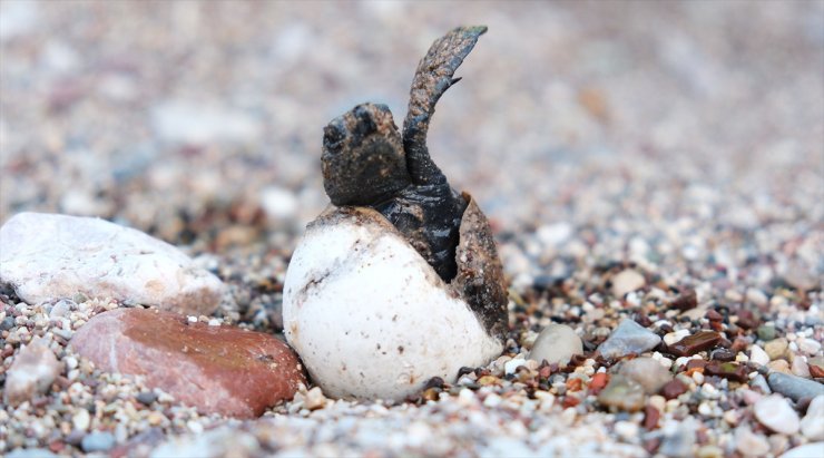 Antalya'nın Çıralı sahilinde 4 bin caretta caretta denizle buluştu