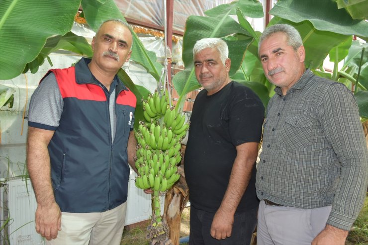 Malatya'da deneme amaçlı yapılan muz serasında hasat zamanı